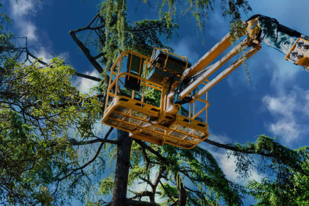 Trusted Airport, CA  Tree Services Experts