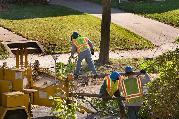 Why Choose Our Tree Removal Services in Airport, CA?